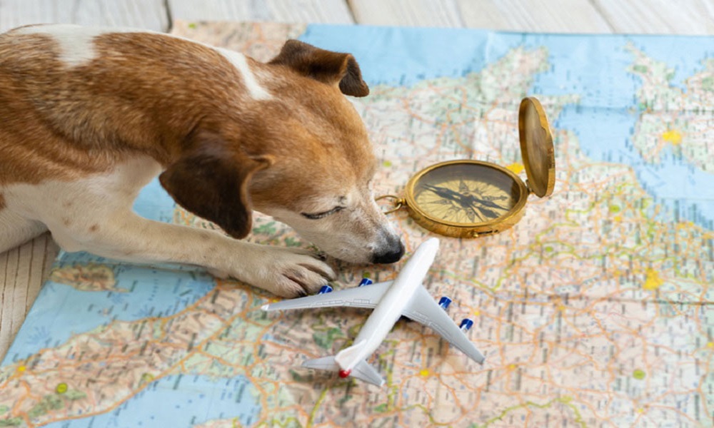 Travel_To_Iran_With_Pets_4_www_okaybooking_com